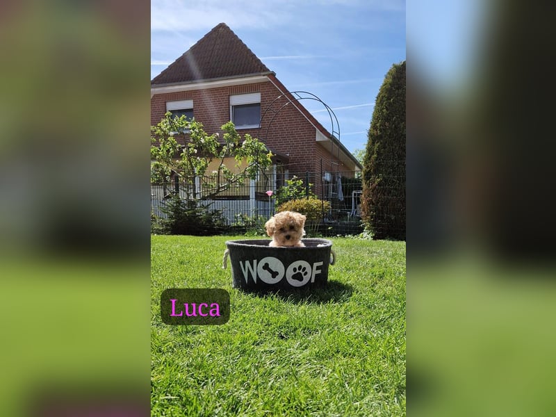 Maltipoo F 1 Welpen