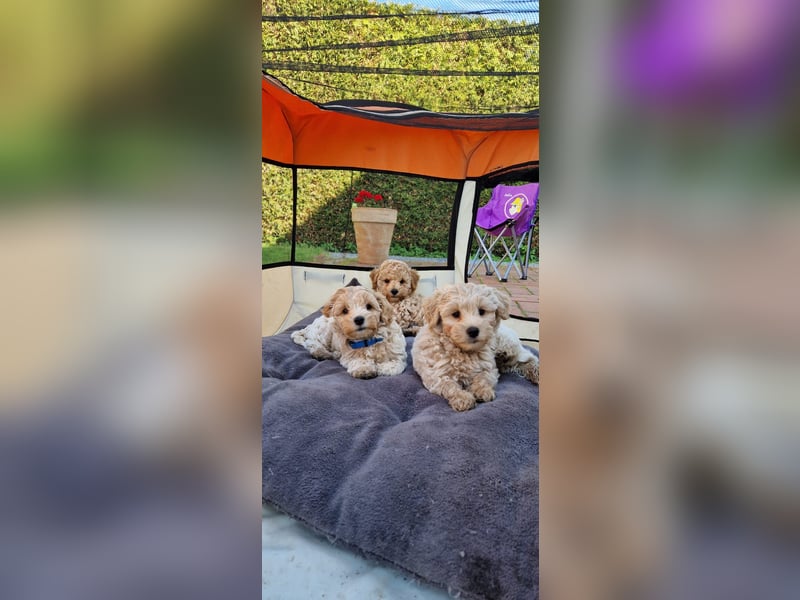Maltipoo F 1 Welpen