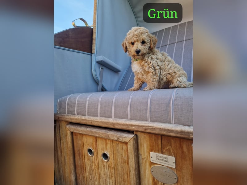 Maltipoo F 1 Welpen