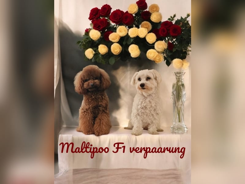 Maltipoo F 1 Welpen