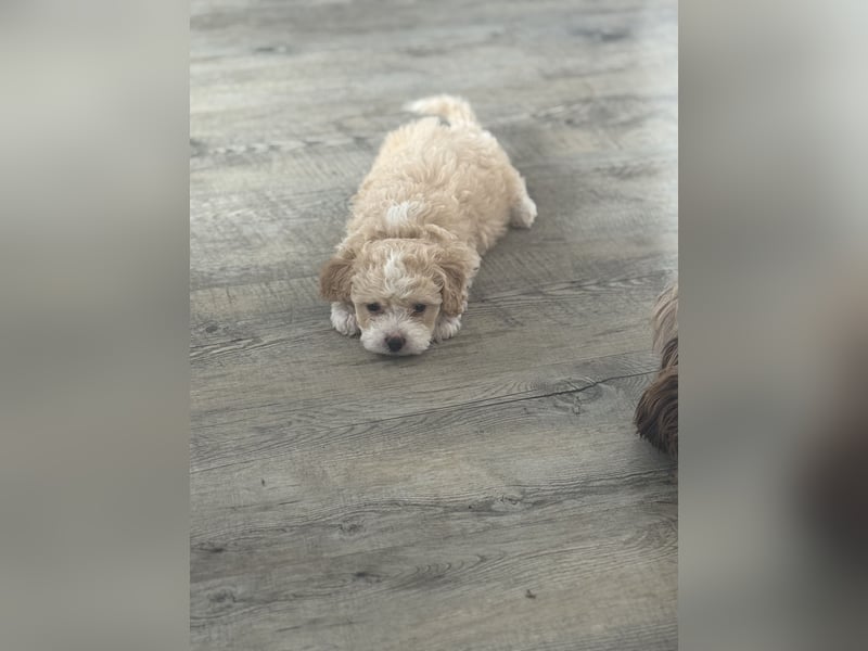 Maltipoo Welpen