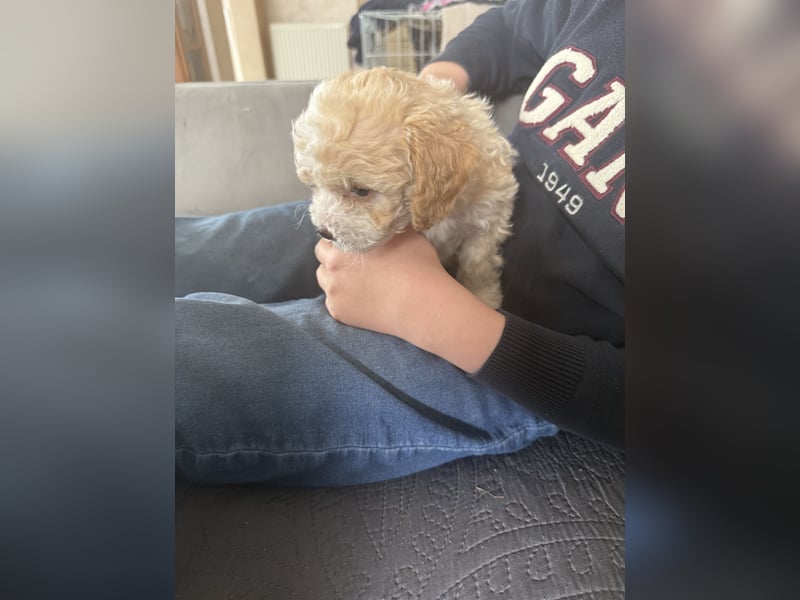 Maltipoo Welpen