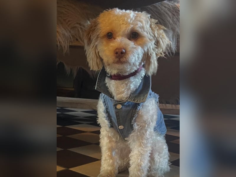 Maltipoo Welpen