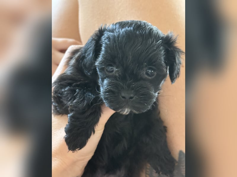 Maltipoo Welpen