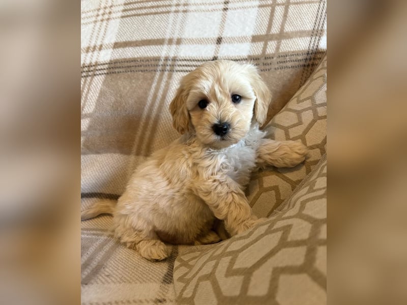 Wunderschöner Maltipoo-Wurf