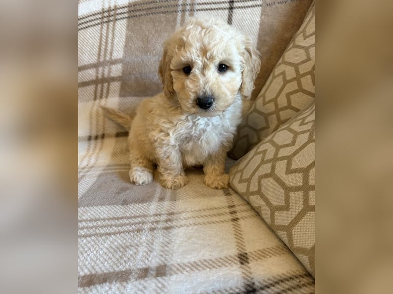 Wunderschöner Maltipoo-Wurf