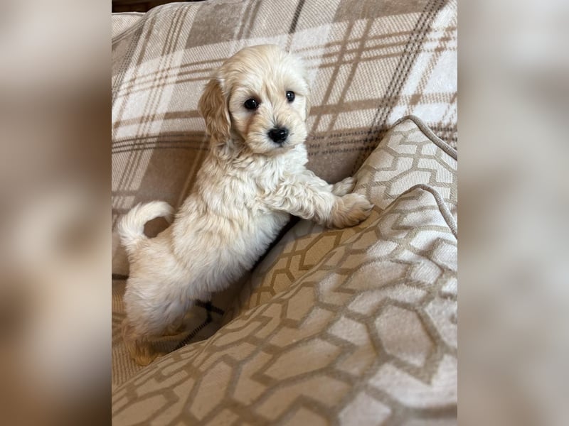 Wunderschöner Maltipoo-Wurf