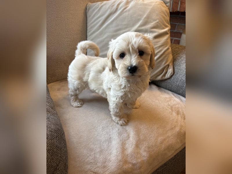 Wunderschöner Maltipoo-Wurf