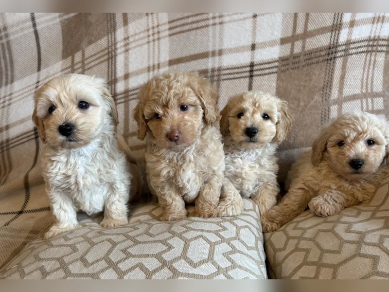 Wunderschöner Maltipoo-Wurf