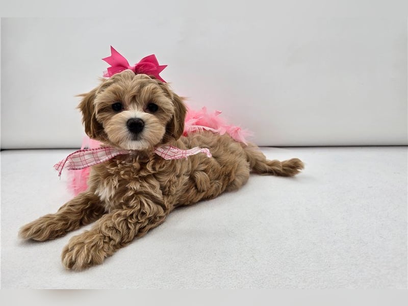 Maltipoo Welpen kleine Teddybären suchen ihre Herzensfamilie