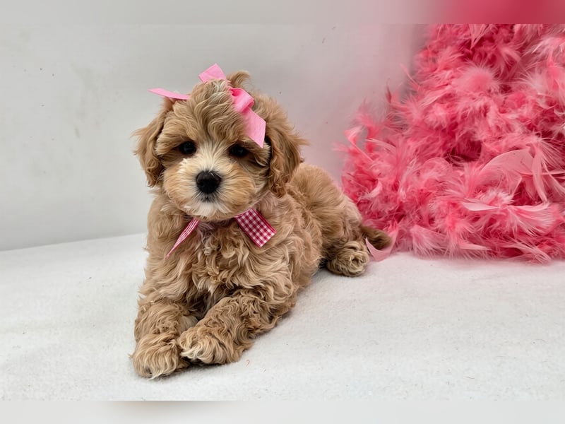 Maltipoo welpen