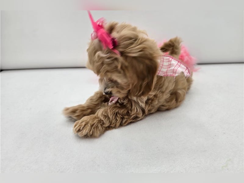 Maltipoo Welpen kleine Teddybären suchen ihre Herzensfamilie