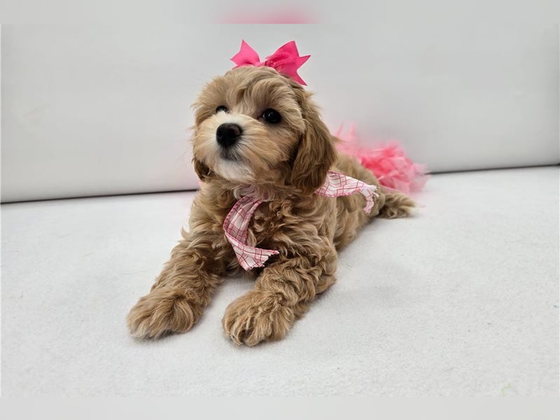 Maltipoo Welpen kleine Teddybären suchen ihre Herzensfamilie