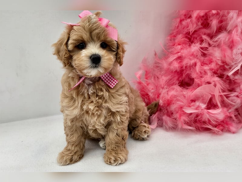 Maltipoo welpen