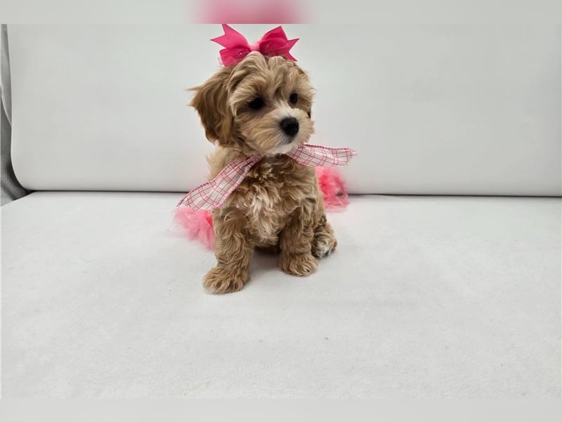 Maltipoo Welpen kleine Teddybären suchen ihre Herzensfamilie