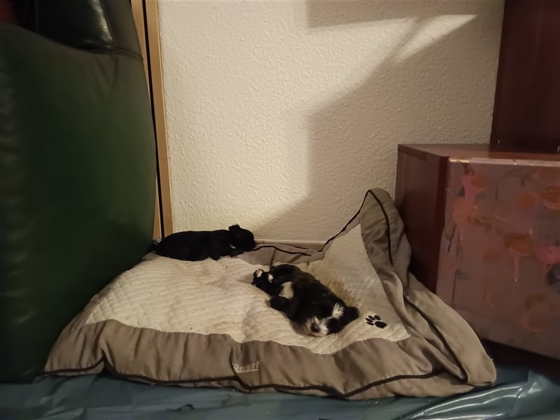 Wunderschöne Shima Welpen MINI