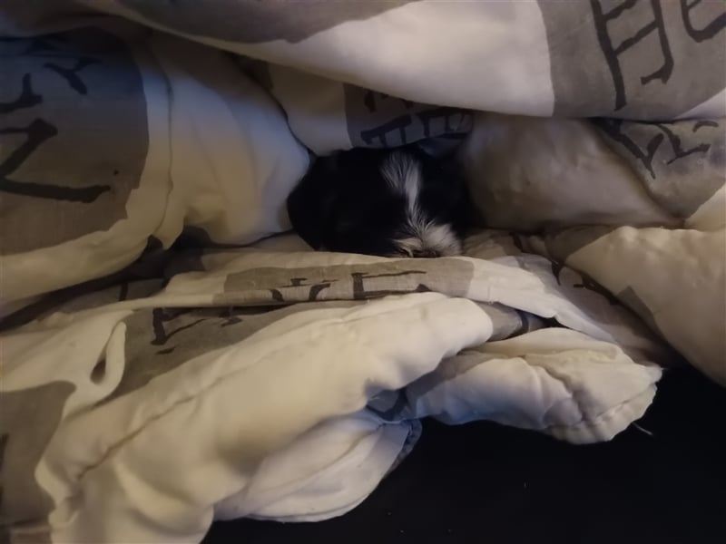 Wunderschöne Shima Welpen MINI