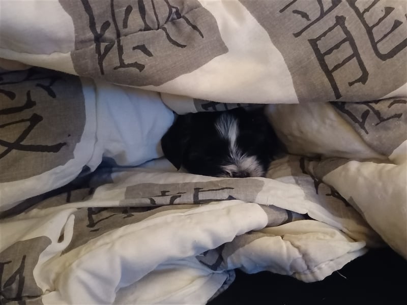 Wunderschöne Shima Welpen MINI