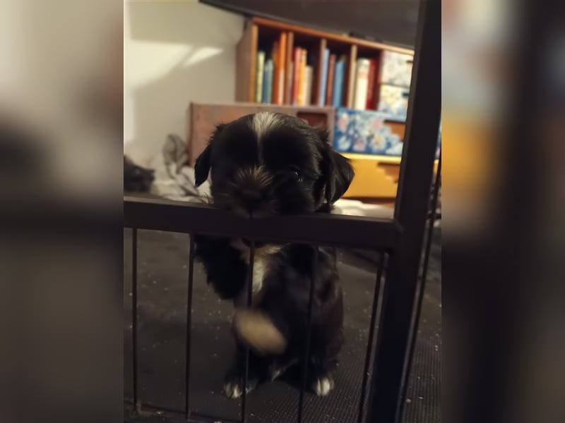 Wunderschöne Shima Welpen MINI