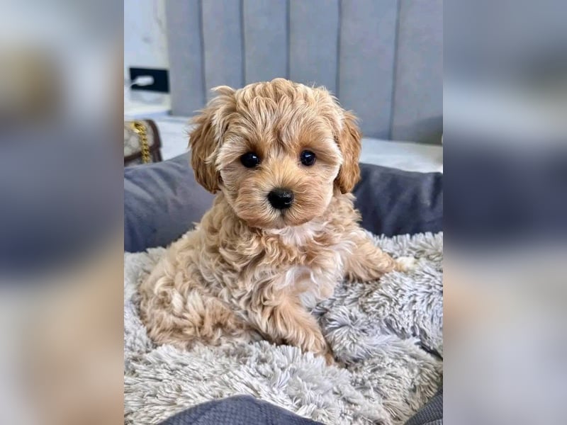 Wunderschöne Maltipoo-Welpen zu verkaufen
