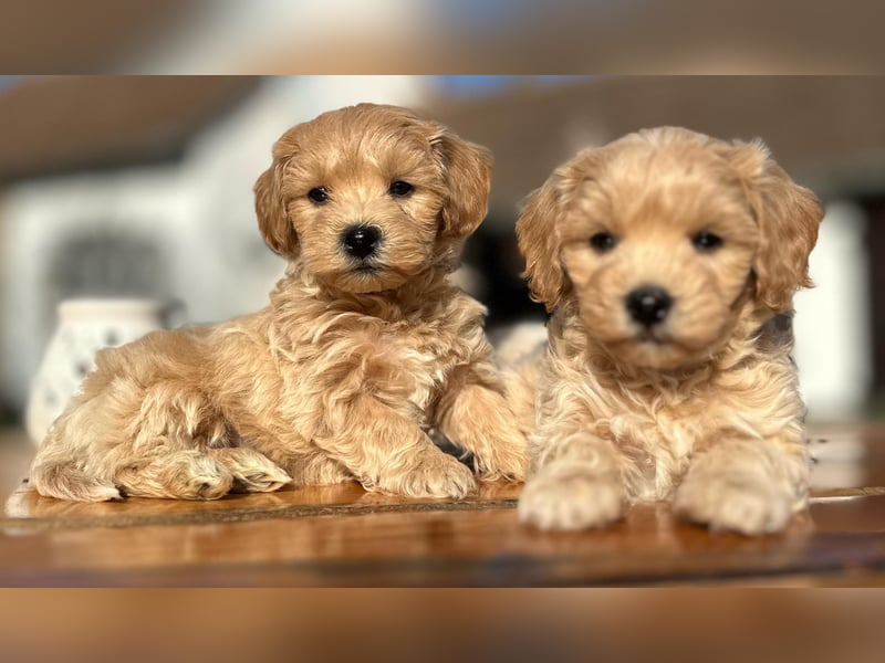 Rarität. Echte Teddybär Maltipoo Welpen in tollem Apricot abzugeben. Malteser/Pudel