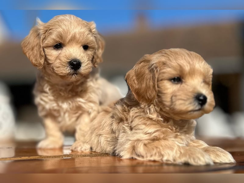 Rarität. Echte Teddybär Maltipoo Welpen in tollem Apricot abzugeben. Malteser/Pudel
