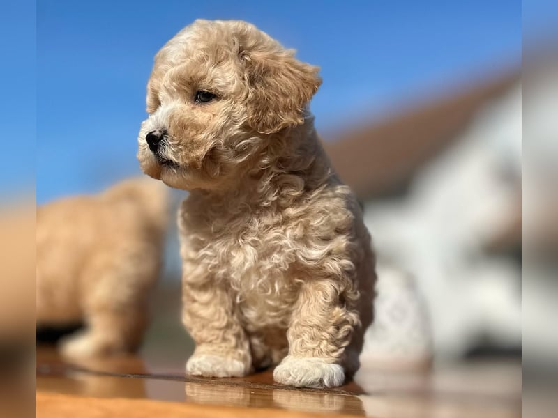 Rarität. Echte Teddybär Maltipoo Welpen in tollem Apricot abzugeben. Malteser/Pudel