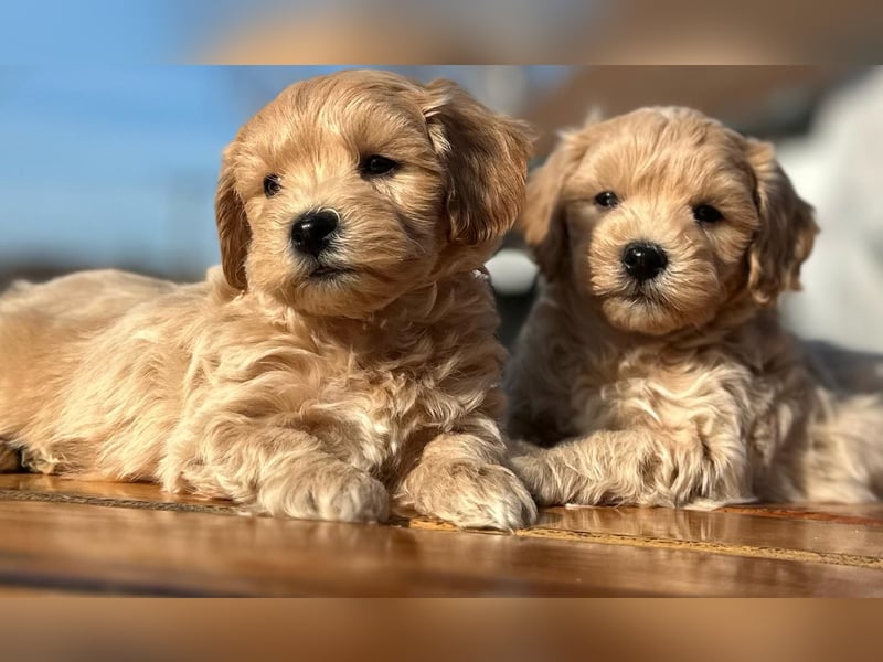 Rarität. Echte Teddybär Maltipoo Welpen in tollem Apricot abzugeben. Malteser/Pudel