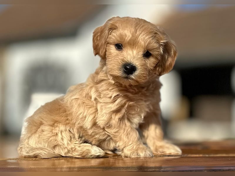 Rarität. Echte Teddybär Maltipoo Welpen in tollem Apricot abzugeben. Malteser/Pudel