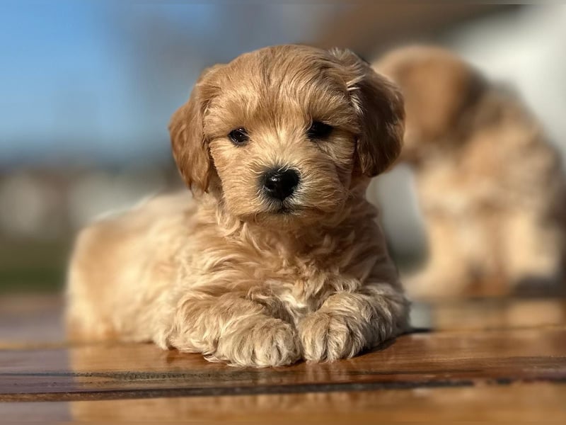 Rarität. Echte Teddybär Maltipoo Welpen in tollem Apricot abzugeben. Malteser/Pudel