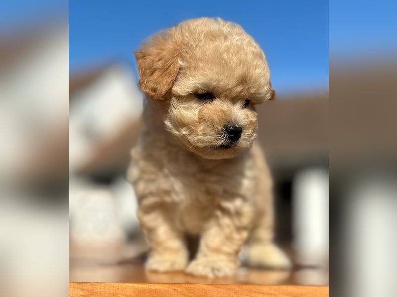 Rarität. Echte Teddybär Maltipoo Welpen in tollem Apricot abzugeben. Malteser/Pudel