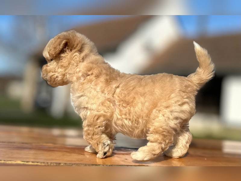 Rarität. Echte Teddybär Maltipoo Welpen in tollem Apricot abzugeben. Malteser/Pudel