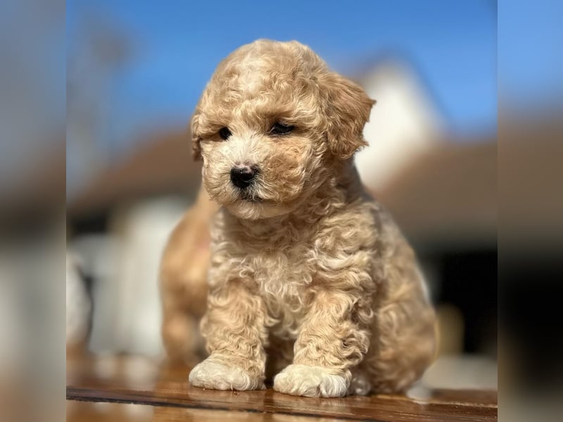 Rarität. Echte Teddybär Maltipoo Welpen in tollem Apricot abzugeben. Malteser/Pudel