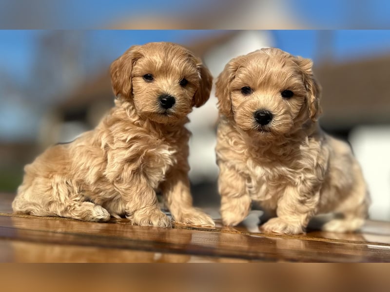 Rarität. Echte Teddybär Maltipoo Welpen in tollem Apricot abzugeben. Malteser/Pudel