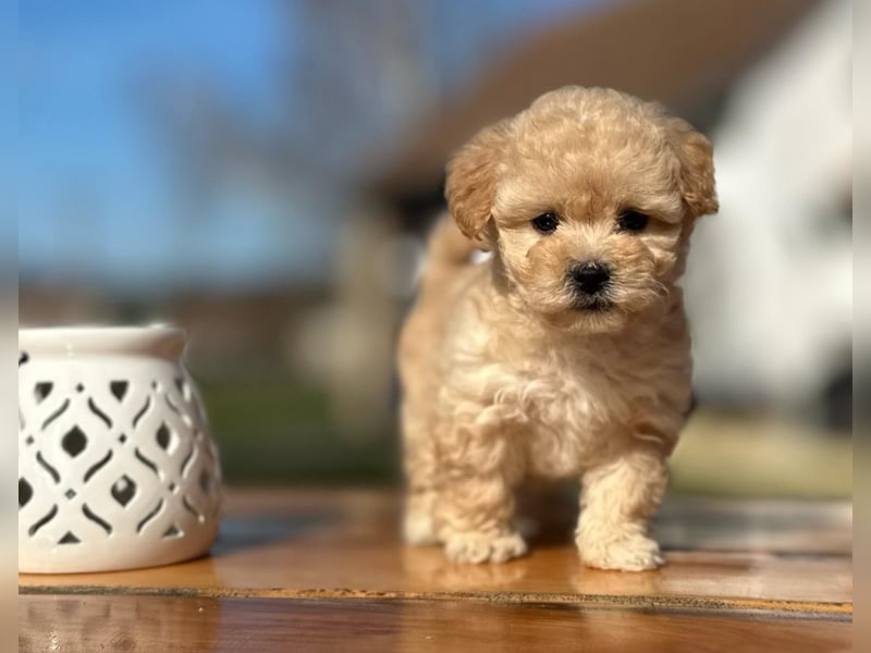 Rarität. Echte Teddybär Maltipoo Welpen in tollem Apricot abzugeben. Malteser/Pudel