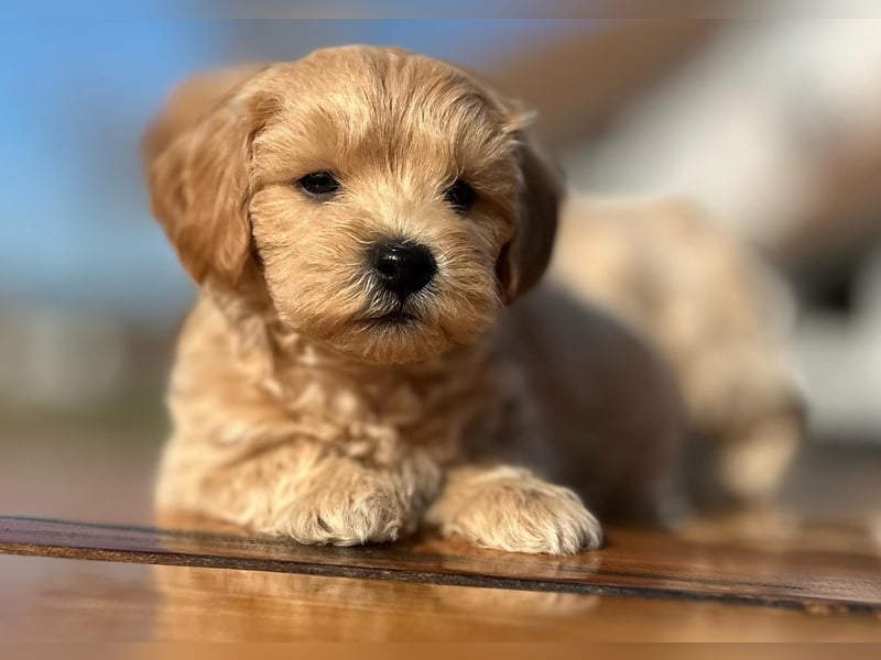 Rarität. Echte Teddybär Maltipoo Welpen in tollem Apricot abzugeben. Malteser/Pudel
