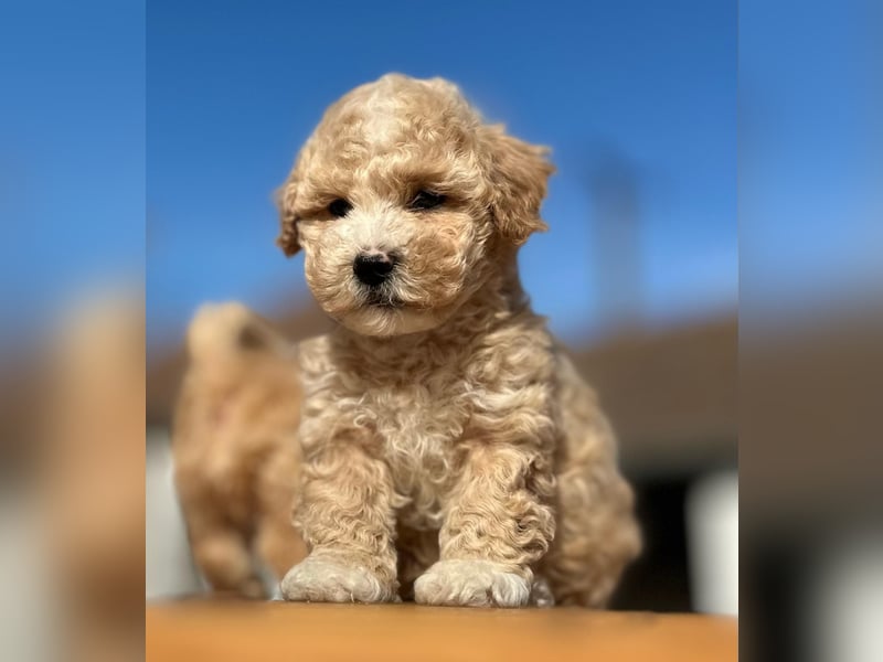 Rarität. Echte Teddybär Maltipoo Welpen in tollem Apricot abzugeben. Malteser/Pudel