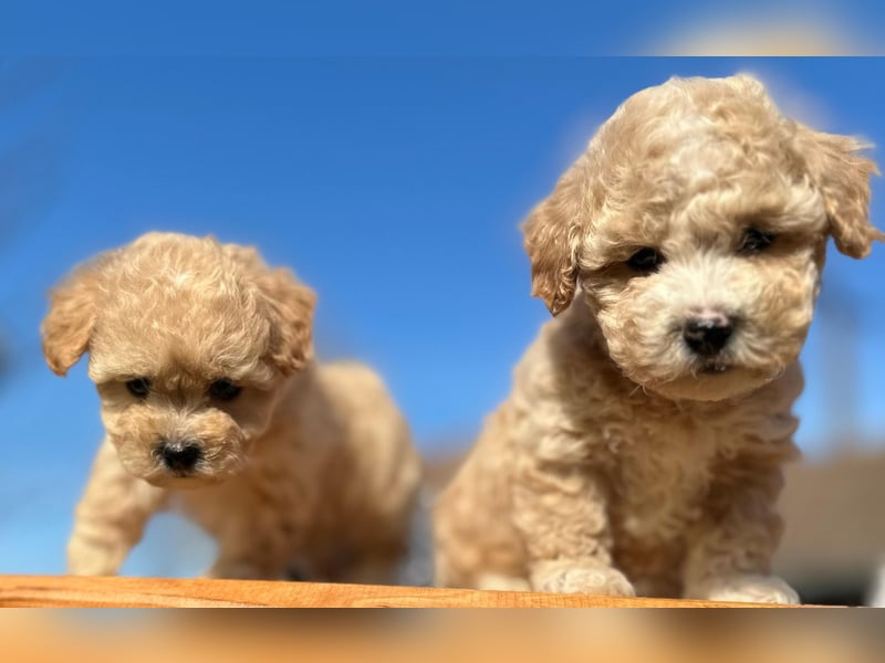 Rarität. Echte Teddybär Maltipoo Welpen in tollem Apricot abzugeben. Malteser/Pudel