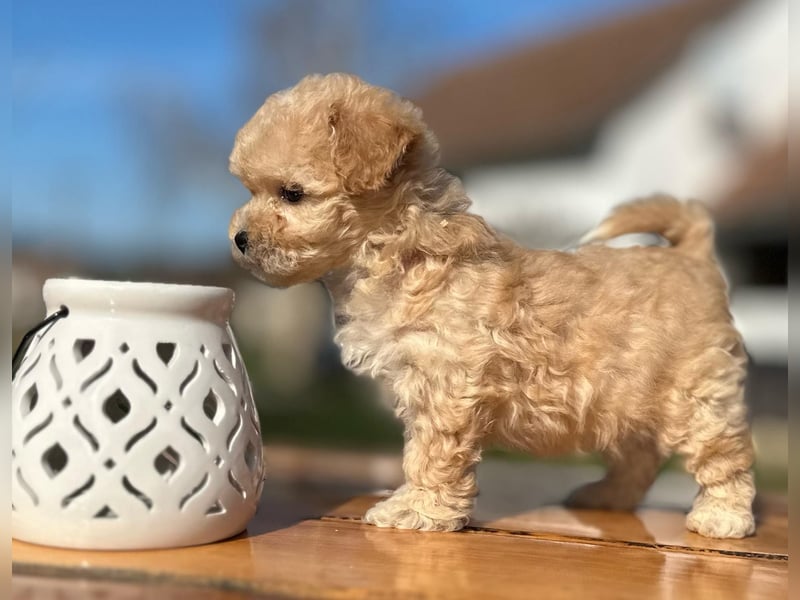 Rarität. Echte Teddybär Maltipoo Welpen in tollem Apricot abzugeben. Malteser/Pudel