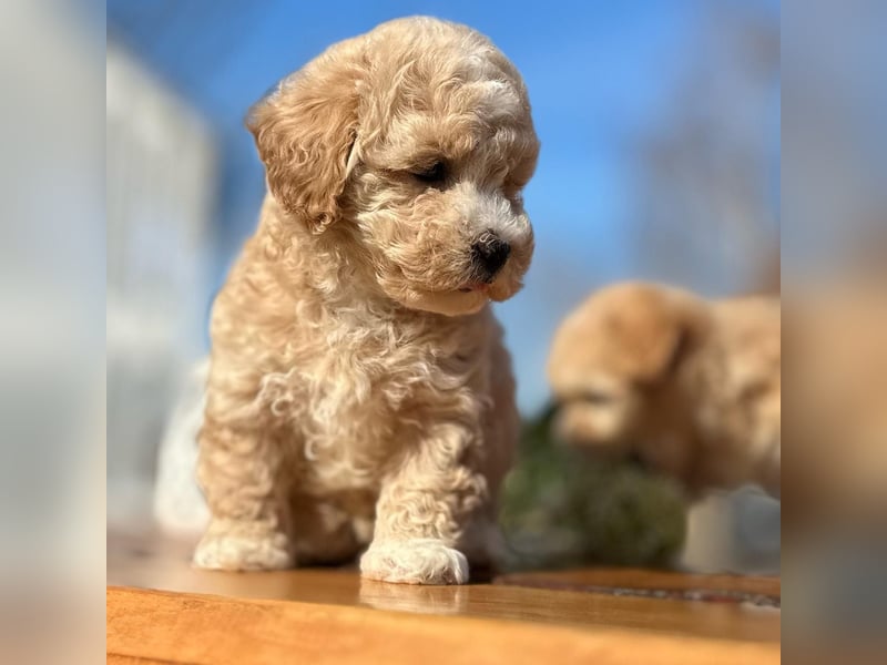 Rarität. Echte Teddybär Maltipoo Welpen in tollem Apricot abzugeben. Malteser/Pudel