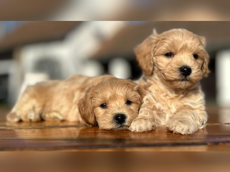 Rarität. Echte Teddybär Maltipoo Welpen in tollem Apricot abzugeben. Malteser/Pudel