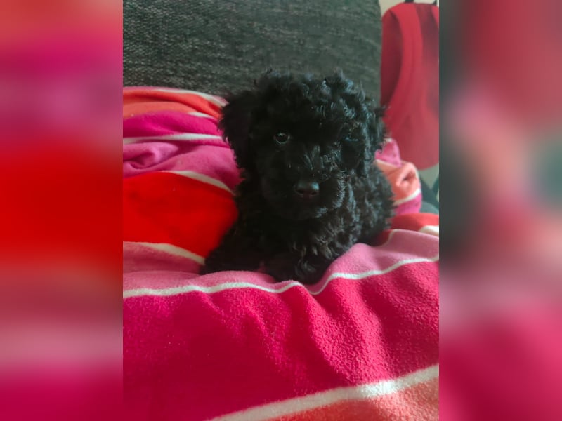 Verkaufe Maltipoo Welpen