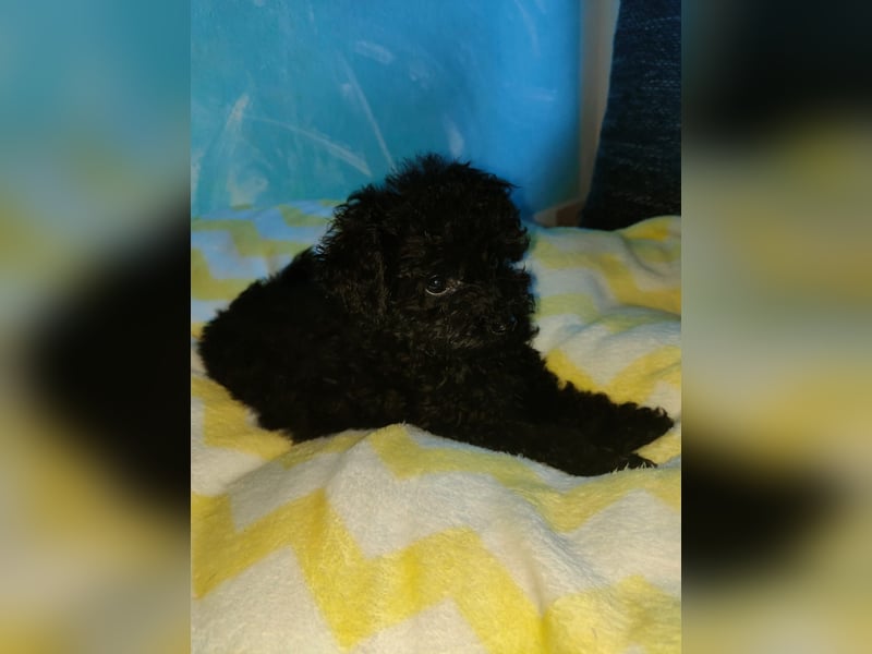 Verkaufe Maltipoo Welpen