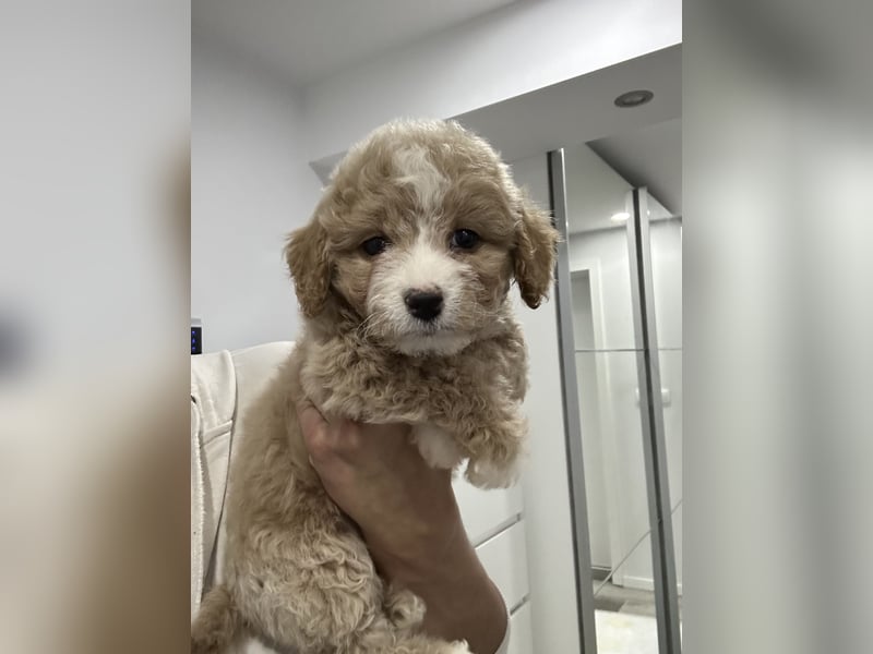 Maltipoo Welpen