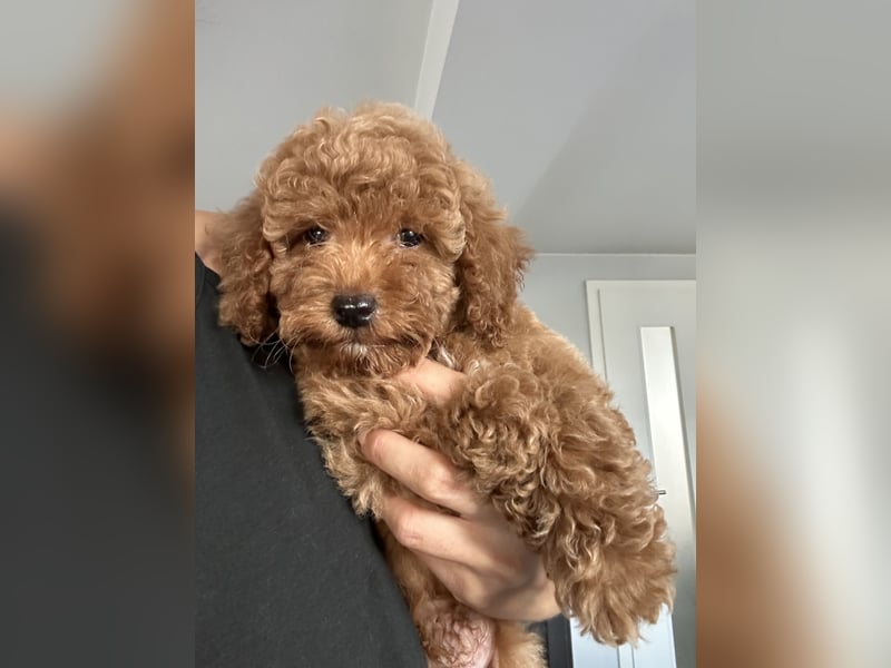 Maltipoo Welpen