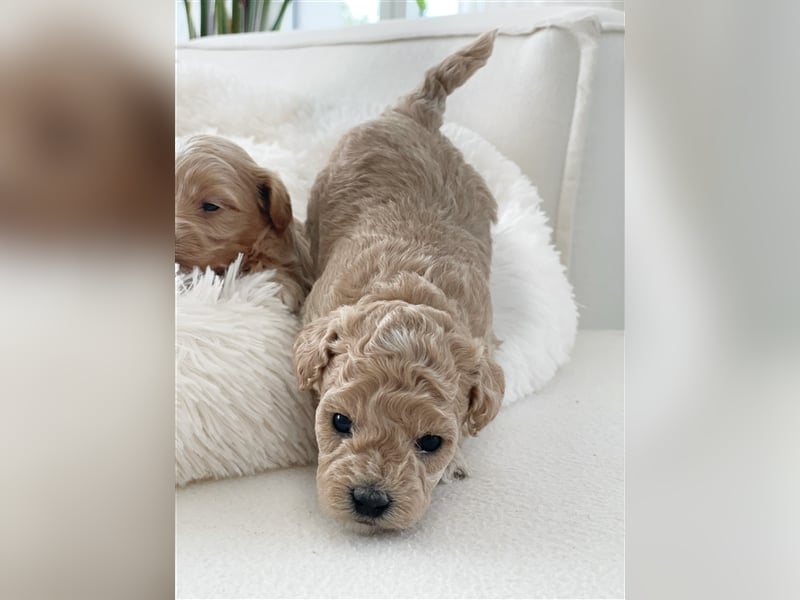 Traumhafte Maltipoo Welpen F1 Malteser Pudel