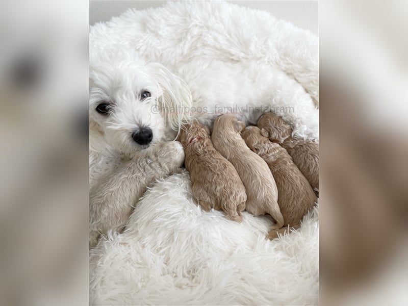 Traumhafte Maltipoo Welpen F1 Malteser Pudel