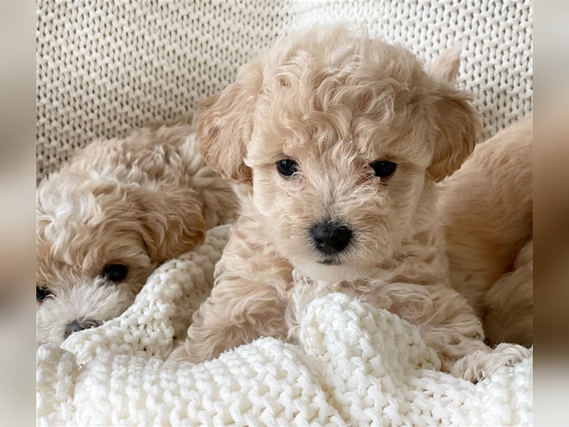 Traumhafte Maltipoo Welpen F1 Malteser Pudel