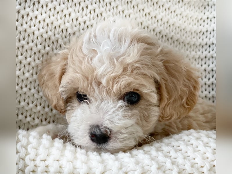 Traumhafte Maltipoo Welpen F1 Malteser Pudel