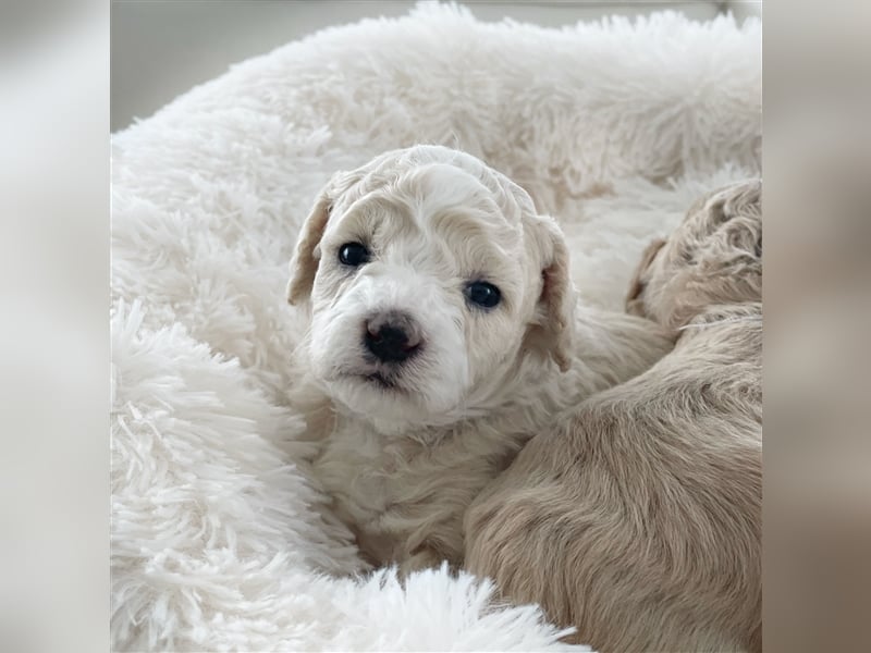 Traumhafte Maltipoo Welpen F1 Malteser Pudel